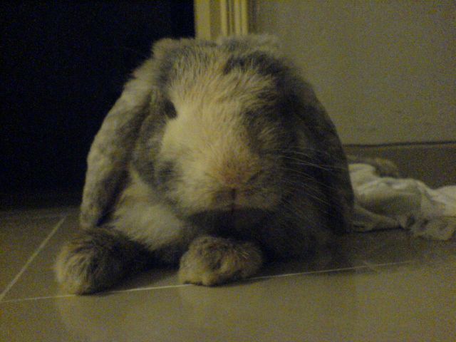 ˵