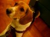 �ڮa���p��Callum