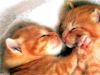 �p��and�p猫