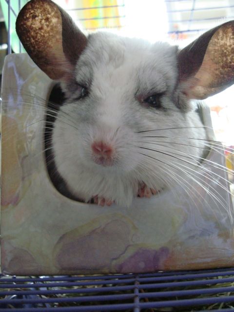 ˵