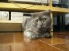 MY LOVELY CAT