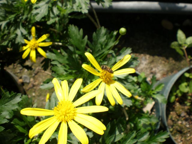 ˵