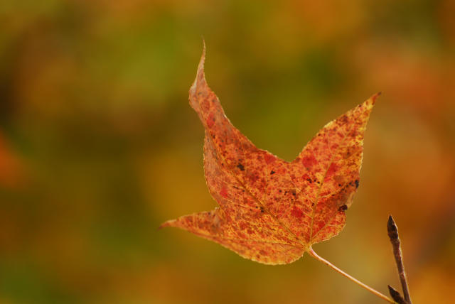 ˵
