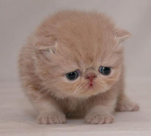 �˵����