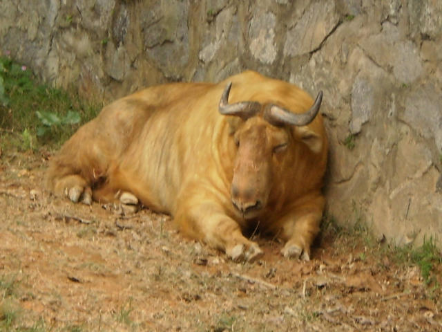 ˵