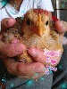 �f郷